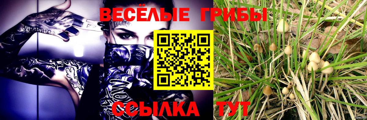 Галлюциногенные грибы Psilocybine cubensis Киров