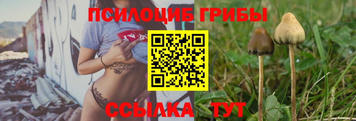 Галлюциногенные грибы Psilocybe  Вход с VPN  Киров 